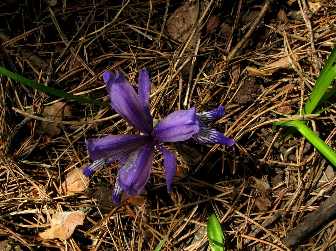 Изображение особи Iris ruthenica.