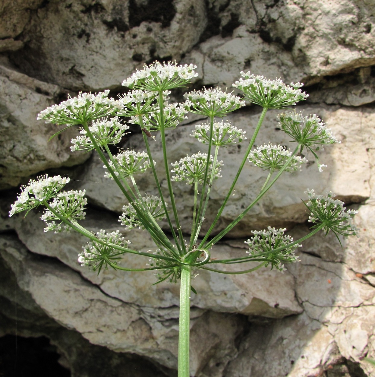 Image of Cenolophium fischeri specimen.