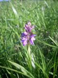 Dactylorhiza baltica. Верхушка цветущего растения. Калининградская обл., пос. Переславское. 23 мая 2010 г.