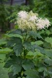 Filipendula camtschatica