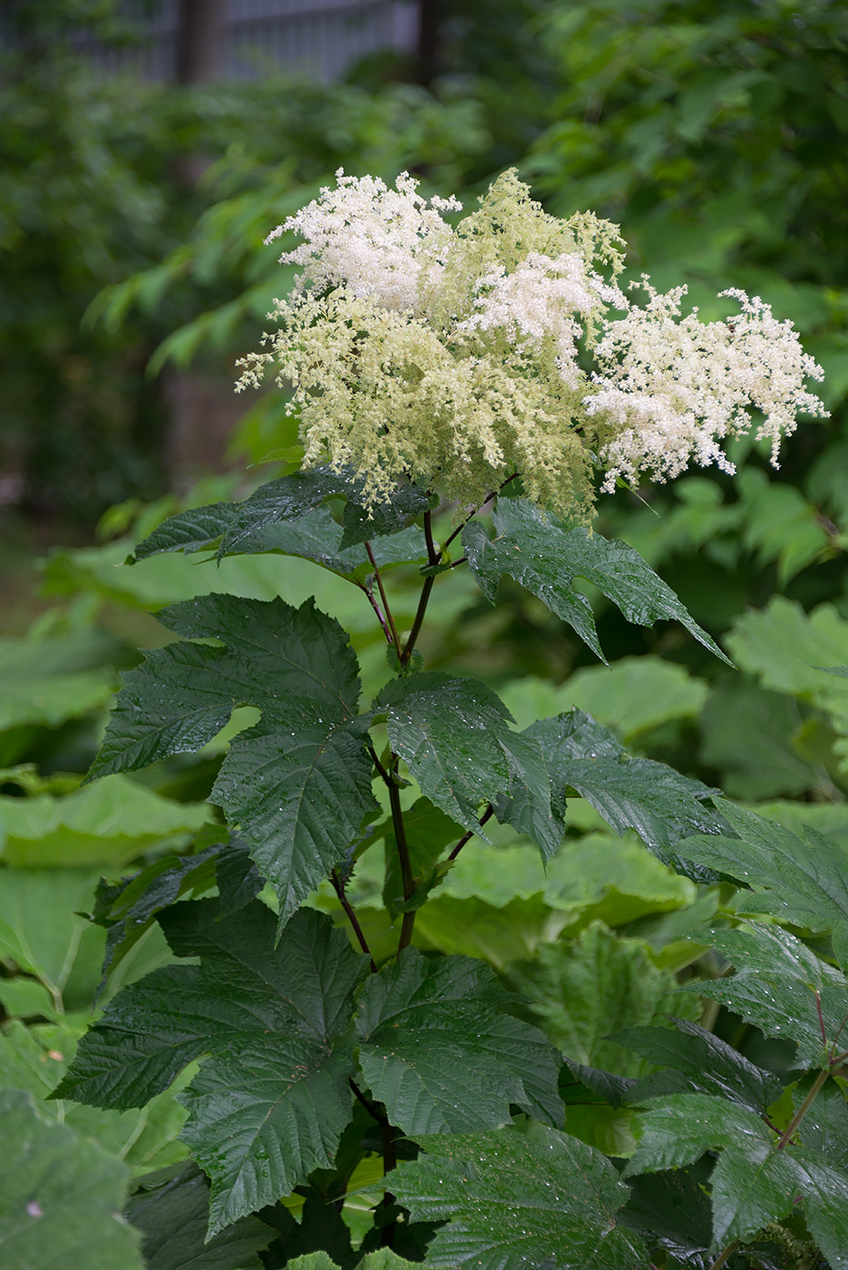 Image of Filipendula camtschatica specimen.