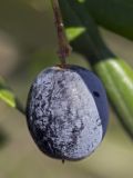 Image of taxon representative. Author is Наталия Панкова