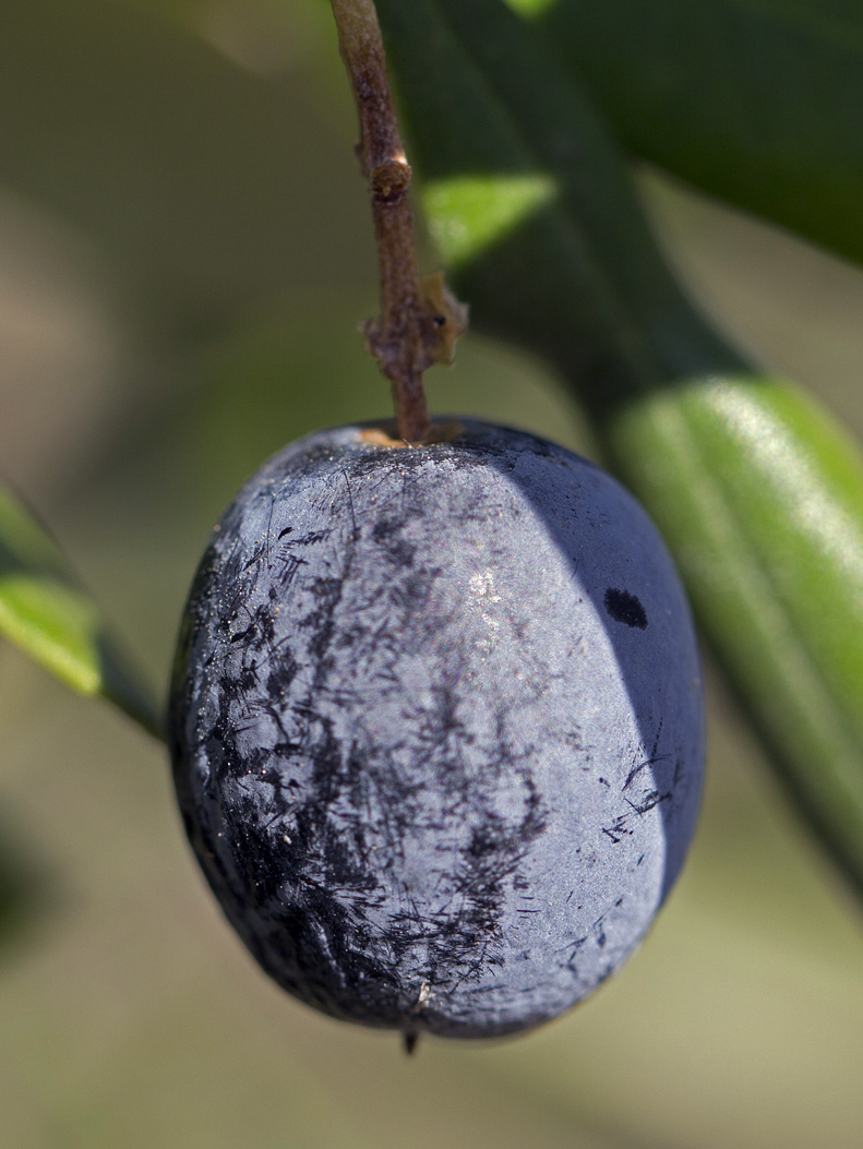 Image of Olea europaea specimen.