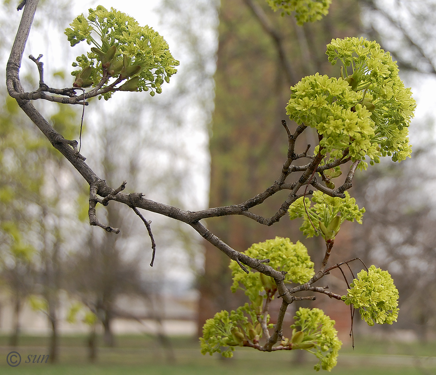 Image of Acer platanoides specimen.