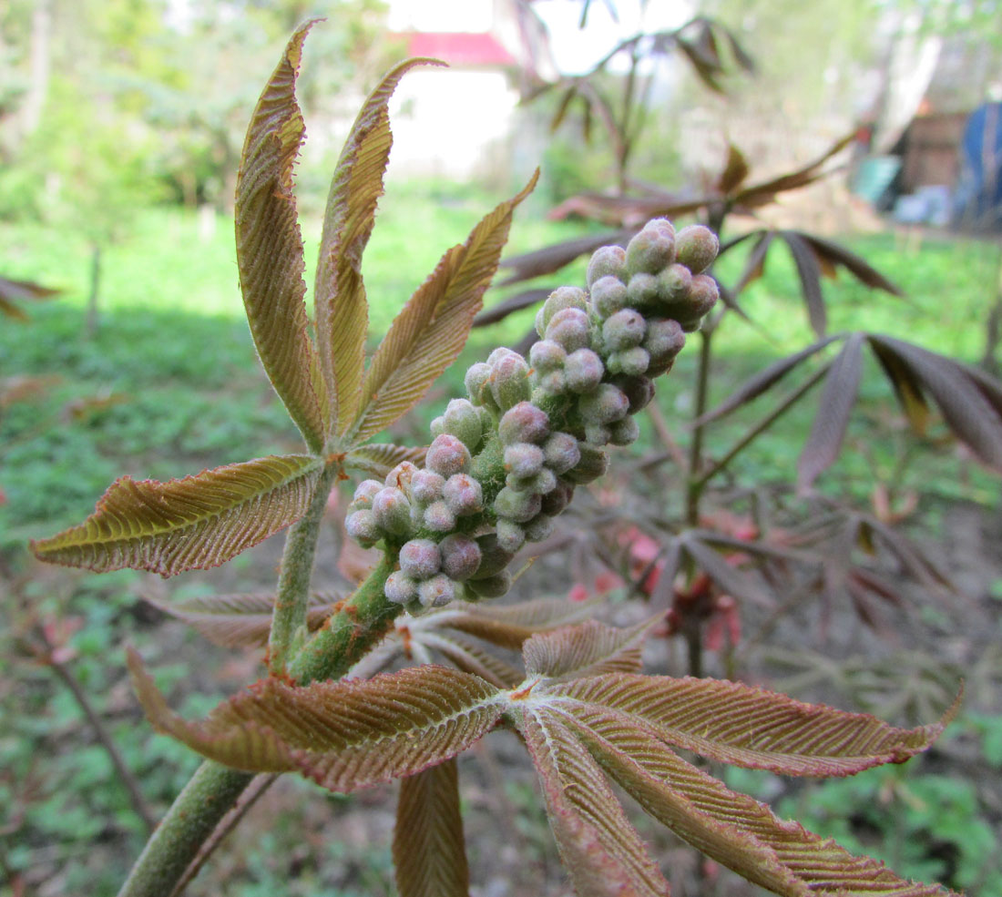 Изображение особи Aesculus pavia.