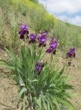 genus Iris. Цветущие растения. Крым, окр. Феодосии, Курортное, отвал грунта. 20 мая 2018 г.