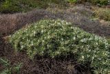 Astragalus tragacantha. Цветущие растения. Испания, Каталония, провинция Жирона, комарка Альт-Эмпорда, муниципалитет Кадакес, мыс Креус, каменистый склон. 01.04.2019.