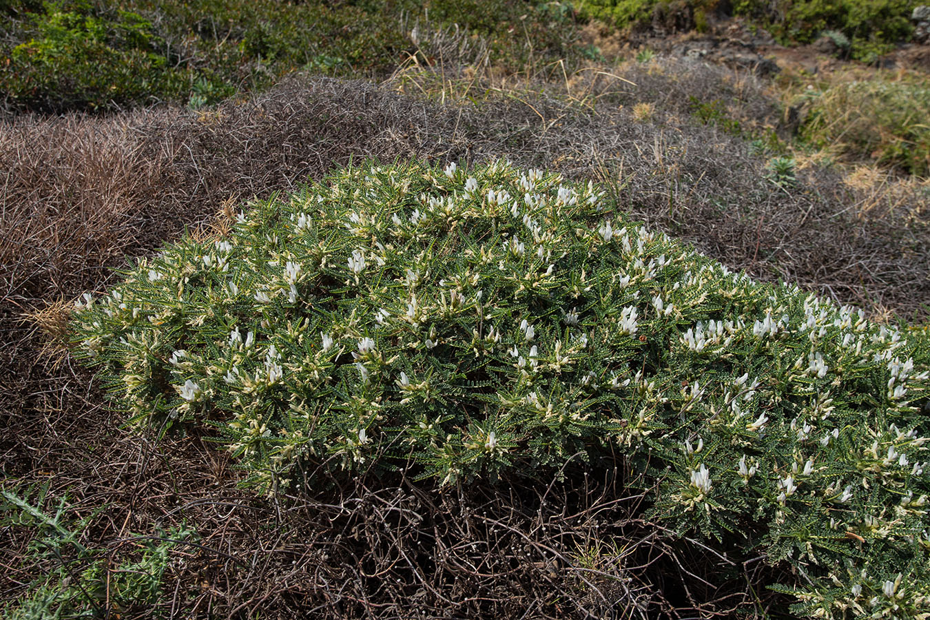 Изображение особи Astragalus tragacantha.