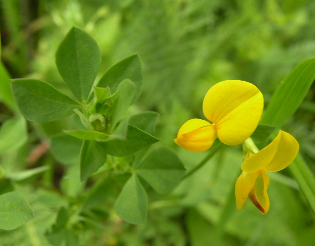 Image of Lotus alpicola specimen.