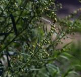 Artemisia dracunculus