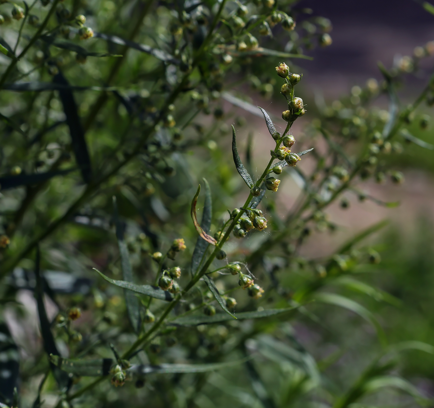 Image of Artemisia dracunculus specimen.