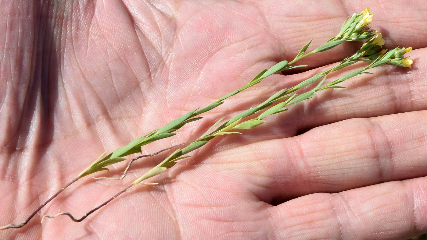 Image of Linum corymbulosum specimen.