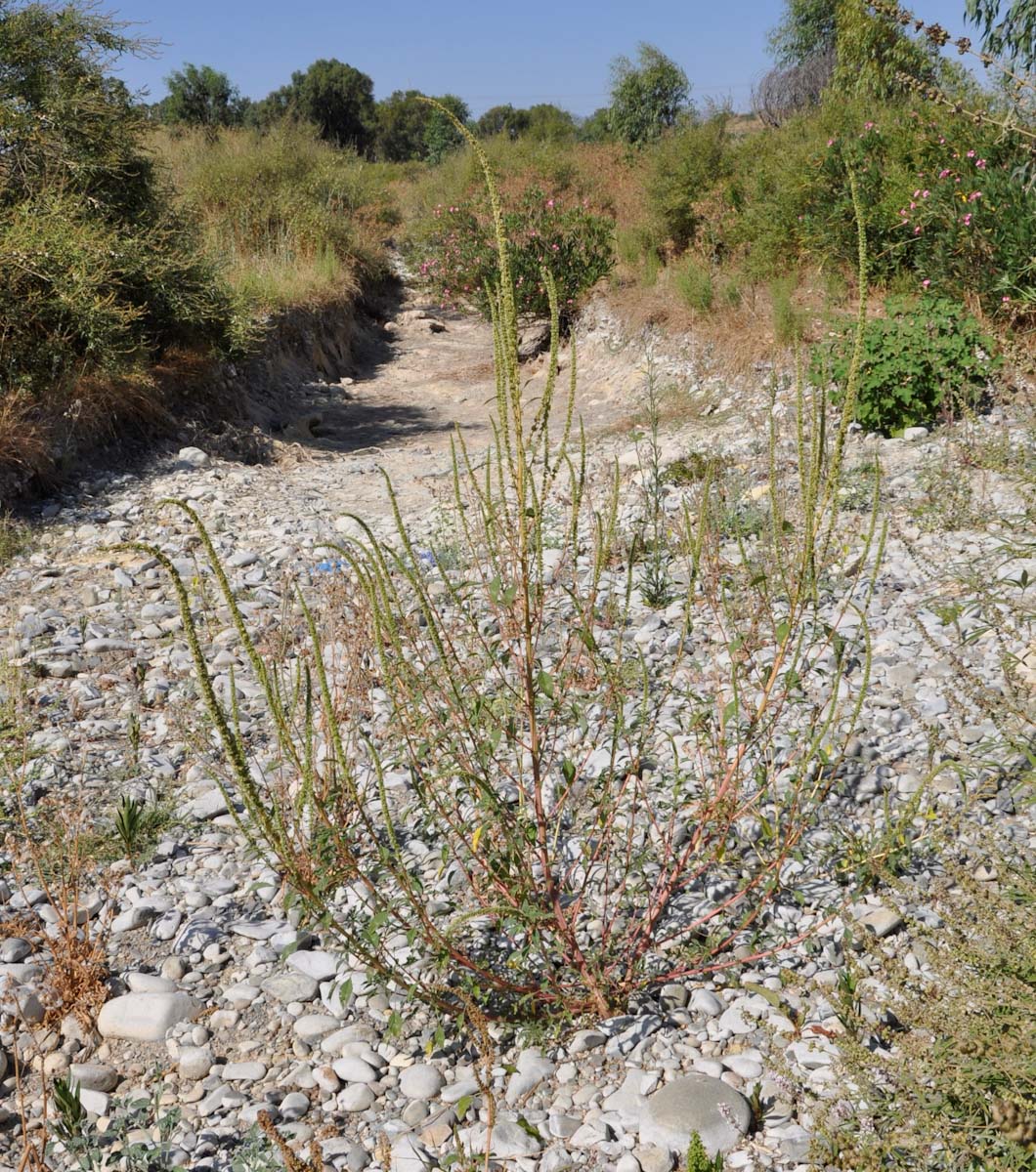 Image of Amaranthus palmeri specimen.