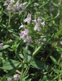 Thymus armeniacus. Верхушка побега с соцветием (Thymus armeniacus). Дагестан, Магарамкентский р-н, окр. с. Гарах, каменистое дно степной балки. 4 июня 2019 г.