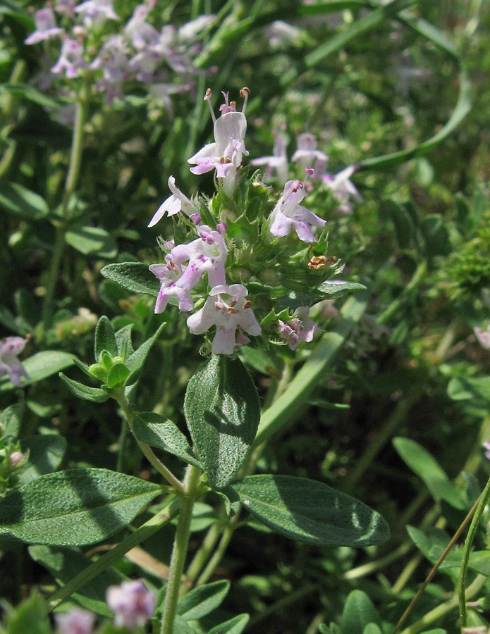 Изображение особи Thymus collinus.