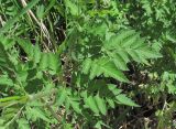 Chaerophyllum aureum. Стеблевой лист. Дагестан, Левашинский р-н, окр. с. Леваши, ок. 1300 м н.у.м., береговой склон р. Хохборт. 01.06.2019.