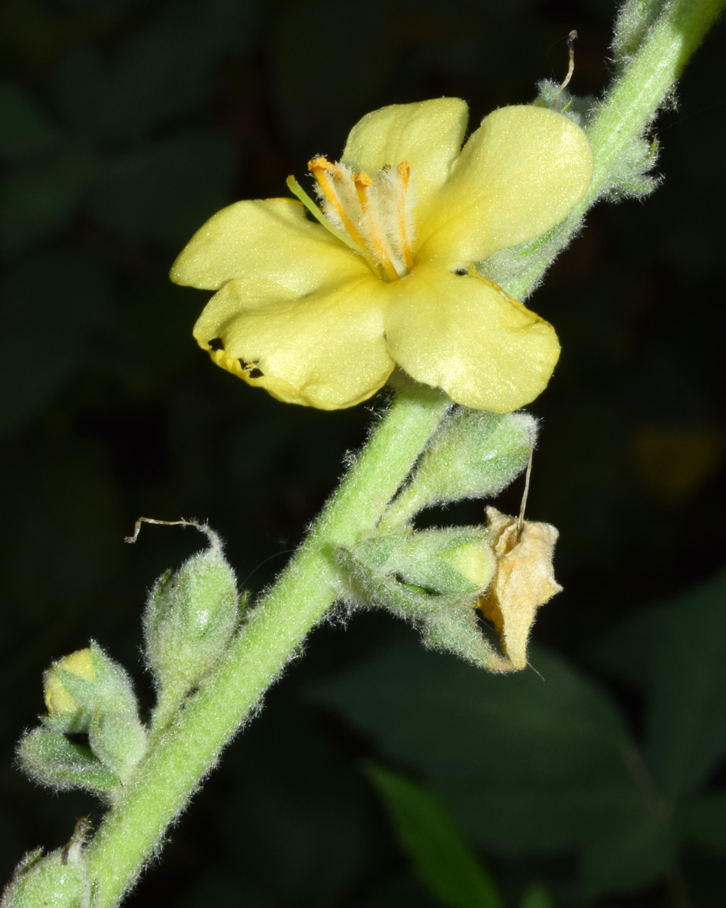 Image of Verbascum erianthum specimen.