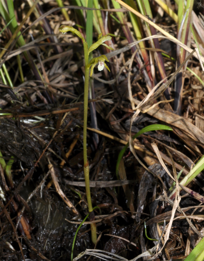 Image of Corallorhiza trifida specimen.