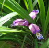 Iris graminea