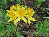 Rhododendron luteum. Соцветие. Краснодарский край, Сочинский р-н, Красная поляна. Конец мая.