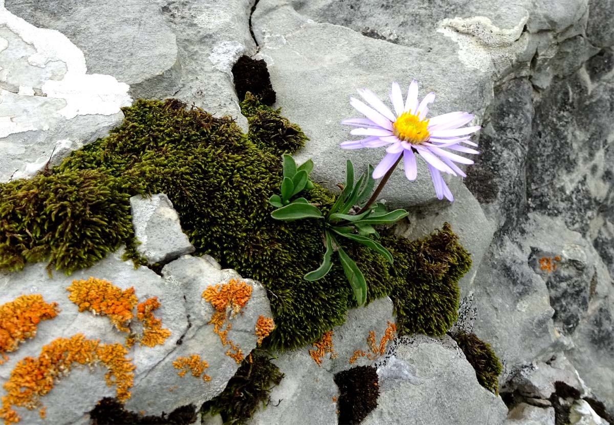 Изображение особи Aster alpinus.