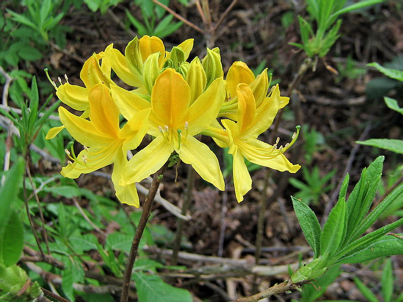 Изображение особи Rhododendron luteum.