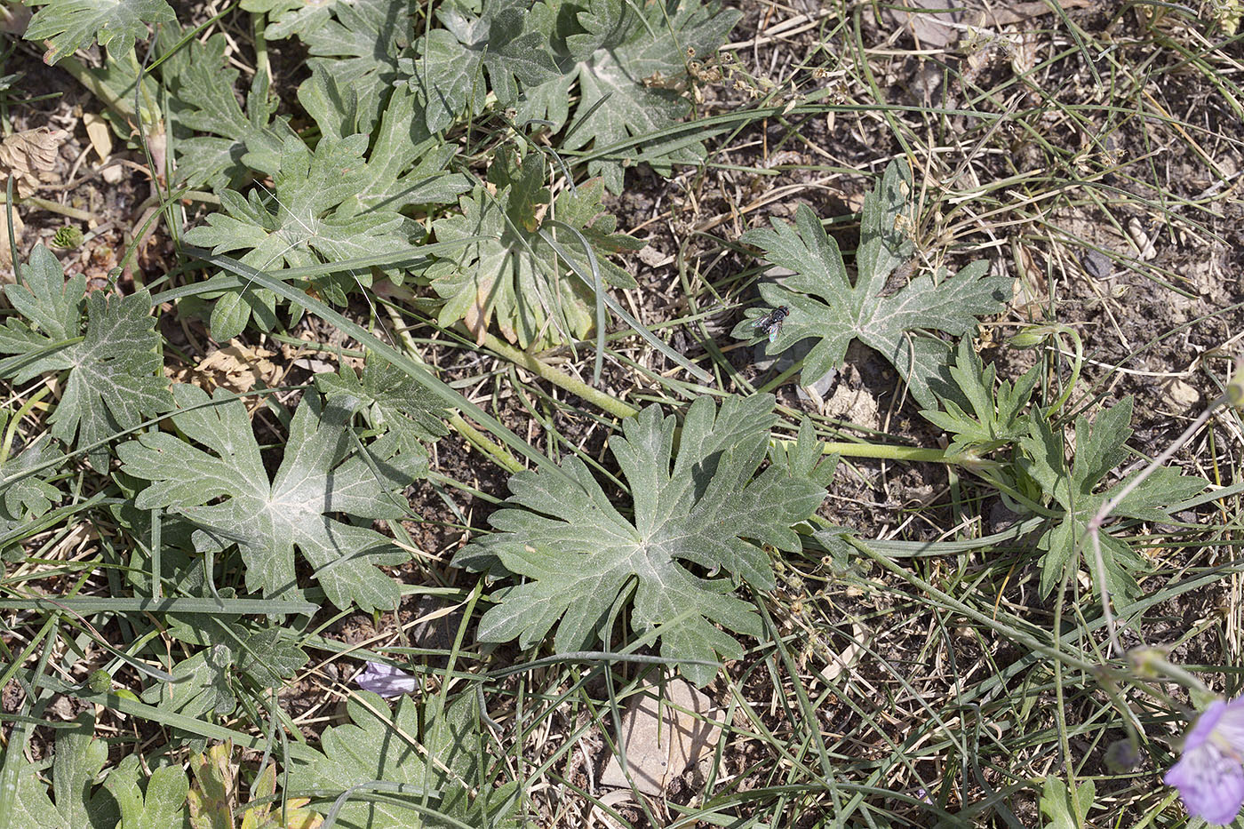 Изображение особи Geranium collinum.