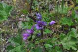 Malva mauritiana