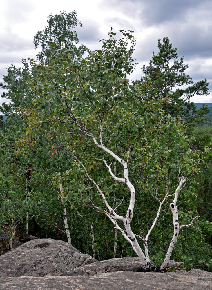 Изображение особи Betula pubescens.