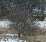 Crataegus sanguinea