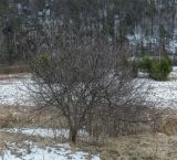 Crataegus sanguinea. Взрослое растение в состоянии зимнего покоя с прошлогодними плодами. Пермский край, Лысьвинский р-н, урочище Фролово, разнотравный луг. 01.05.2019.