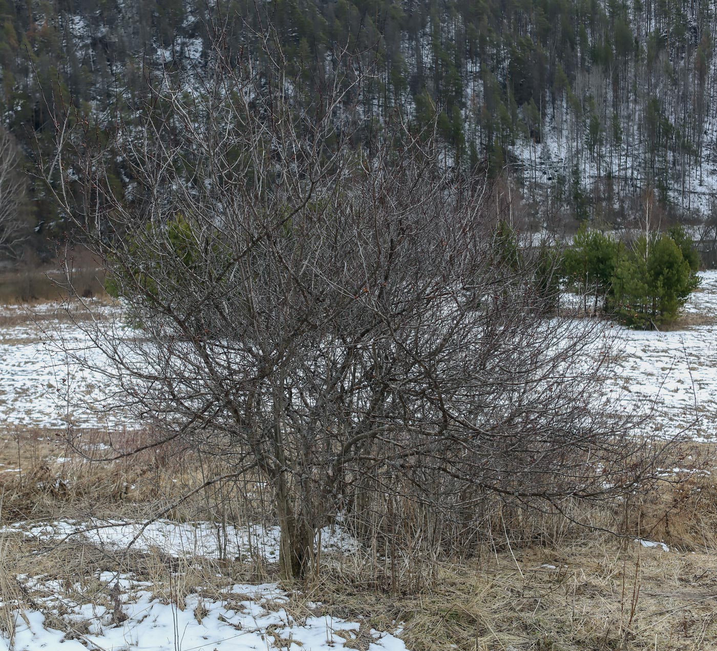 Image of Crataegus sanguinea specimen.