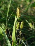Setaria pumila. Верхушки побегов с соплодиями. Иркутск, заброшенная территория рядом с Ботаническим садом. 12.09.2015.