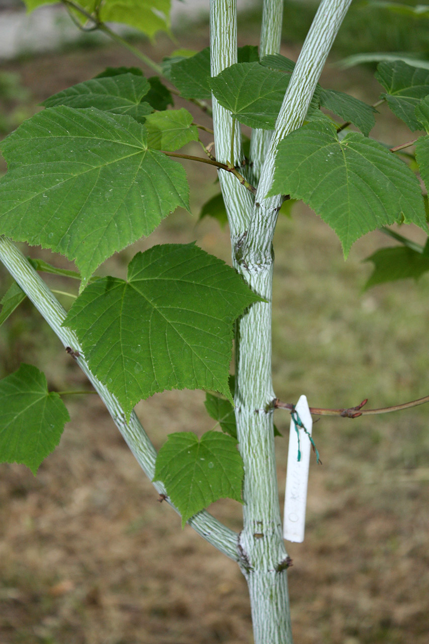 Image of Acer tegmentosum specimen.