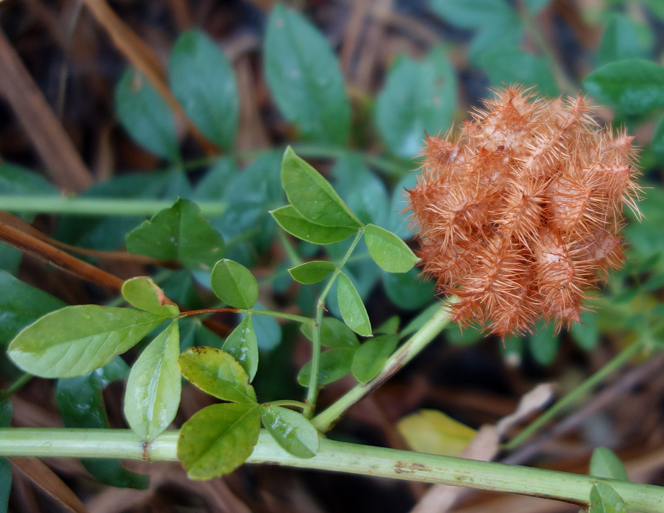 Изображение особи Glycyrrhiza echinata.