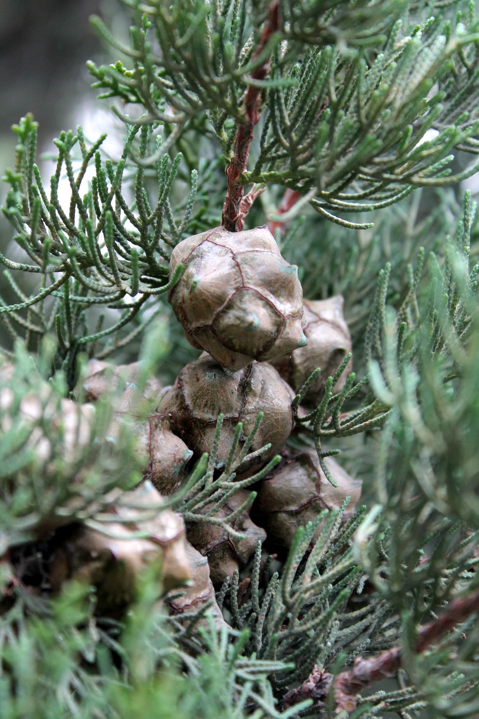 Image of Cupressus sempervirens specimen.