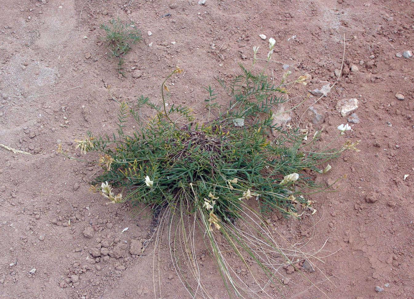 Image of Hedysarum razoumowianum specimen.