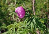 Paeonia anomala. Верхушка побега с цветком. Алтай, Майминский р-н, гора Малая Синюха, ≈ 1200 м н.у.м., опушка смешанного леса. 09.06.2019.