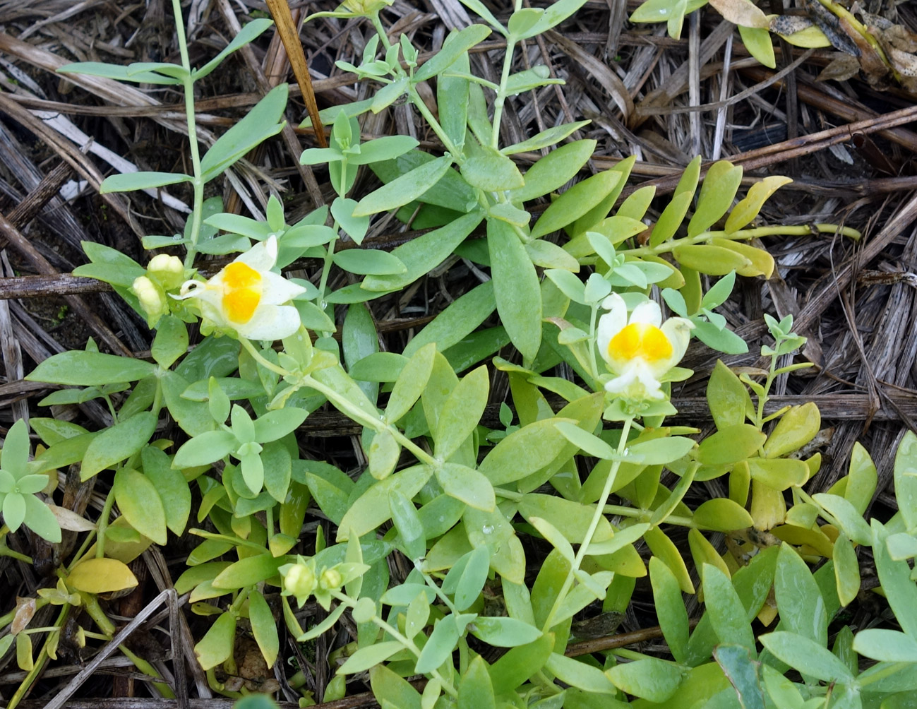 Image of Linaria japonica specimen.