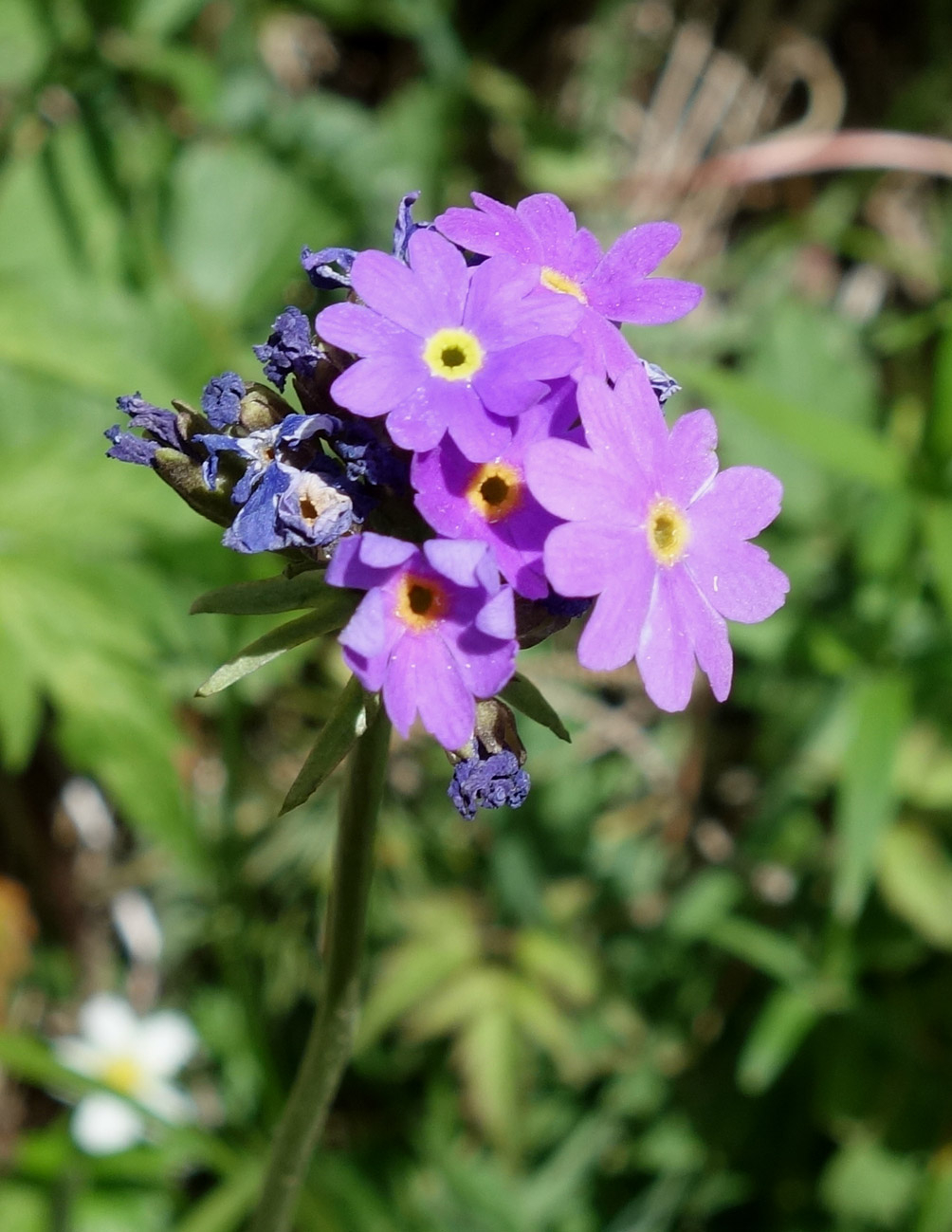 Image of Primula algida specimen.