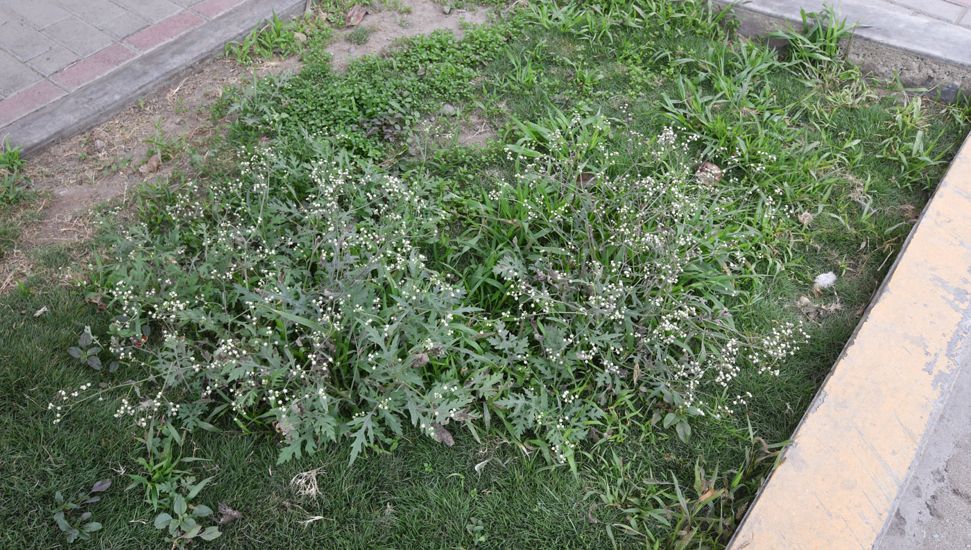 Image of Parthenium hysterophorus specimen.