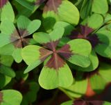 Oxalis tetraphylla