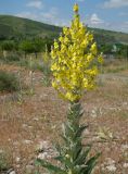Verbascum songaricum