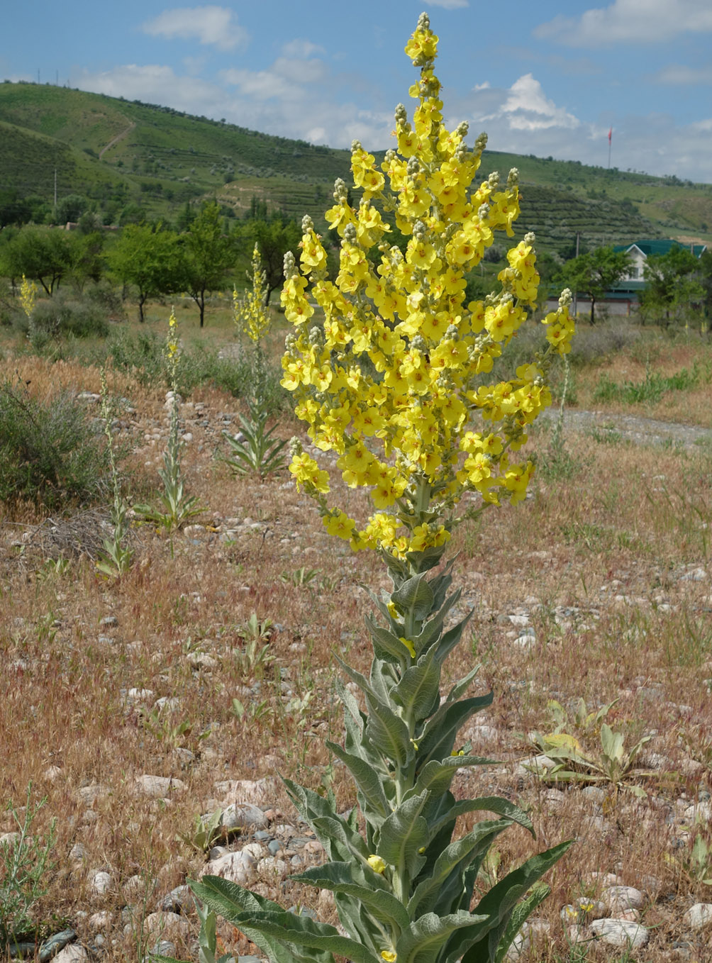 Изображение особи Verbascum songaricum.