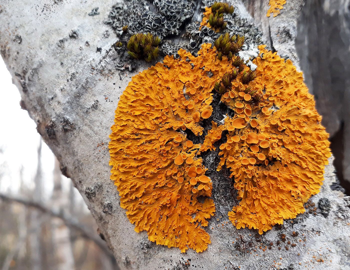 Image of Xanthoria parietina specimen.