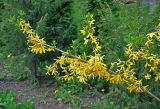 Forsythia × intermedia. Верхушка ветви цветущего кустарника. Новгородская обл., Старая Русса, курортный парк, в культуре. 11.05.2019.