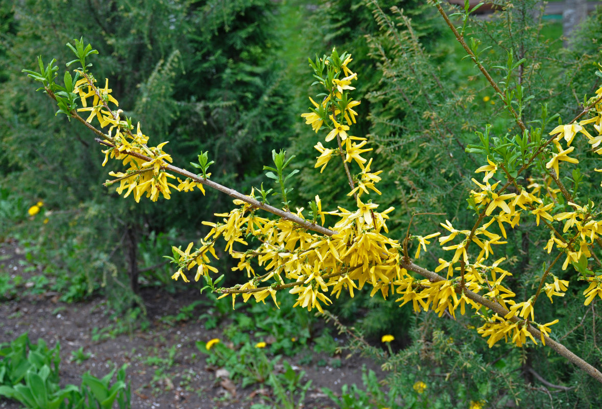 Image of Forsythia × intermedia specimen.
