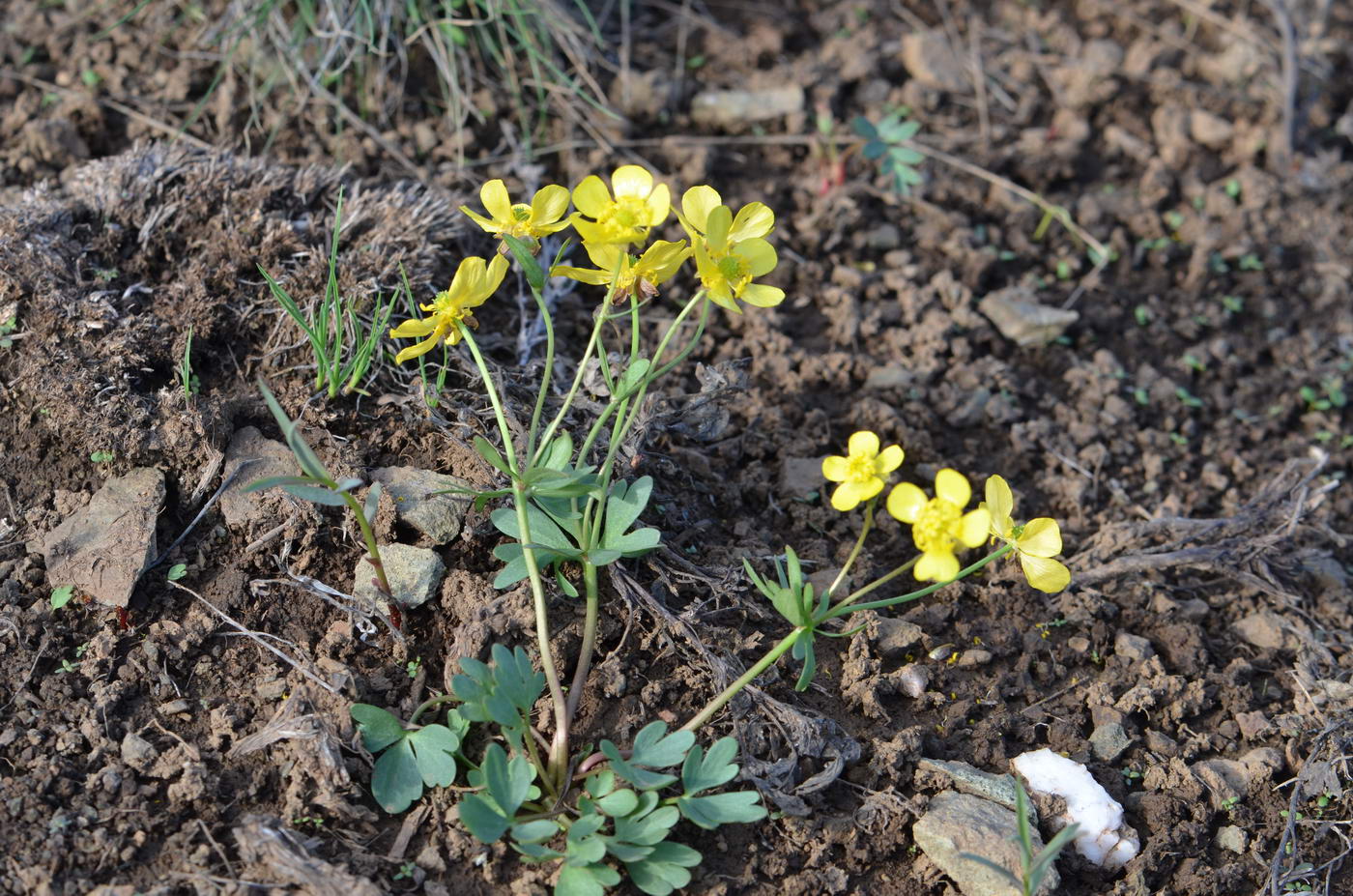 Image of Ranunculus polyrhizos specimen.