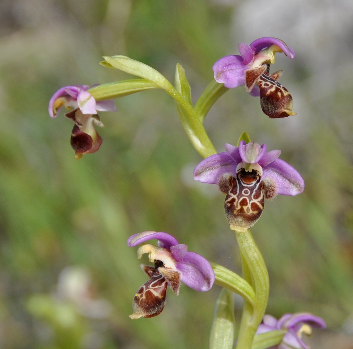 Image of Ophrys umbilicata specimen.