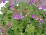 Geranium × cantabrigiense. Цветущие растения. Тверская обл., г. Тверь, Заволжский р-н, клумба возле многоэтажки. 16 июня 2019 г.